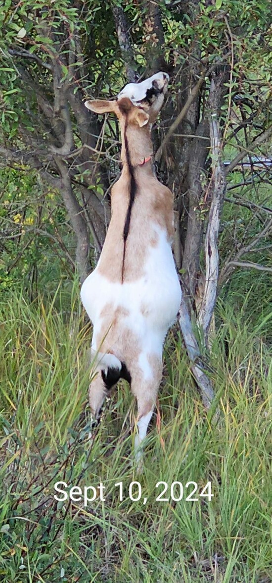 Goat eating leaves off of a tree.